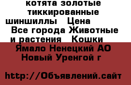 котята золотые тиккированные шиншиллы › Цена ­ 8 000 - Все города Животные и растения » Кошки   . Ямало-Ненецкий АО,Новый Уренгой г.